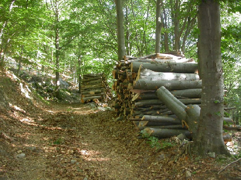 Covid-19: disposizioni sui tagli boschivi
